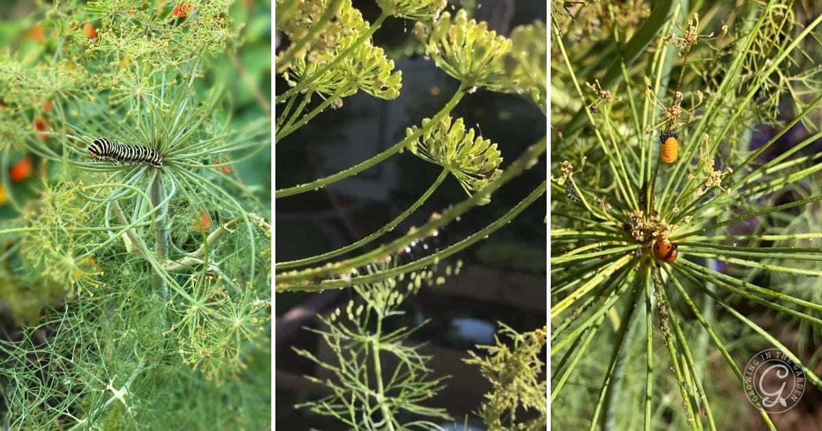 Three photos of dill plants with caterpillars and orange beetles among the feathery green leaves.