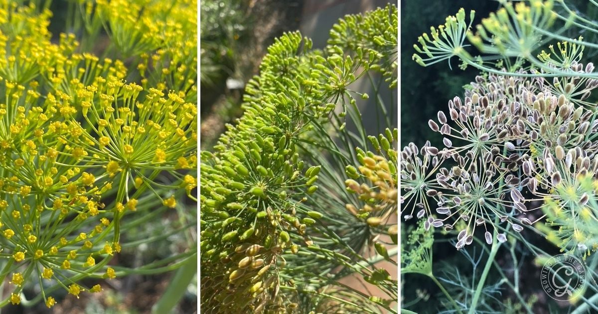 Three panels showing dill plant stages: yellow flowers, green seeds, and mature brown seeds on stems.