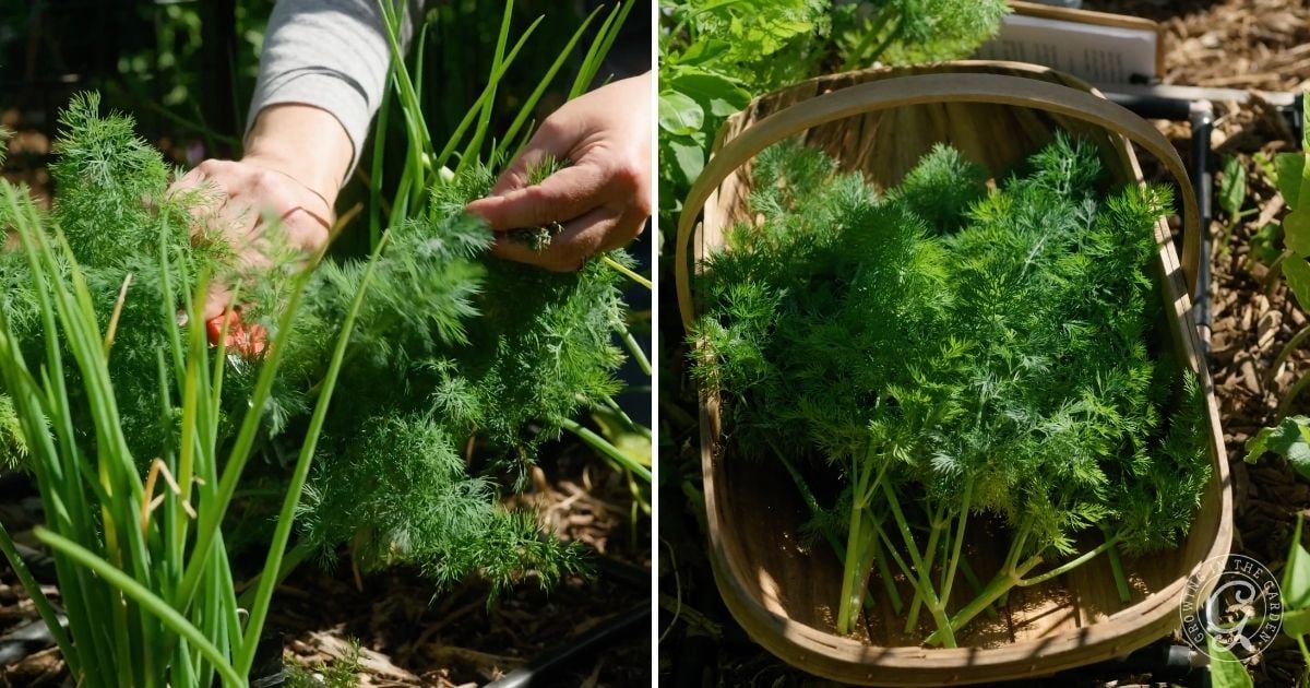 Hands harvesting dill from a garden and freshly picked dill in a wooden basket outdoors.
