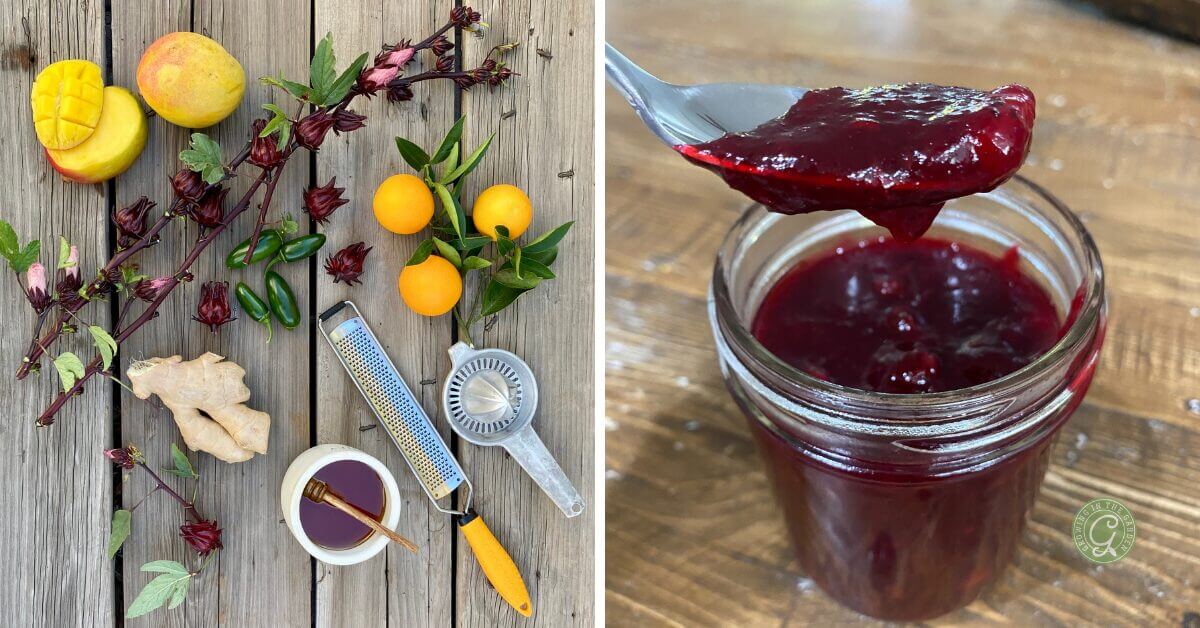 Roselle Hibiscus Holiday Sauce - Growing In The Garden