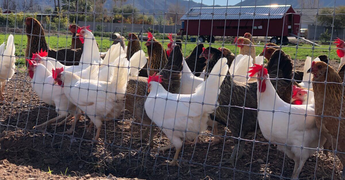 A group of white and brown chickens stand behind a wire fence on a sunny day, with grass, trees, a red barn, and mountains in the background—a peaceful farm scene often disrupted by gophers before learning how to trap gophers correctly.