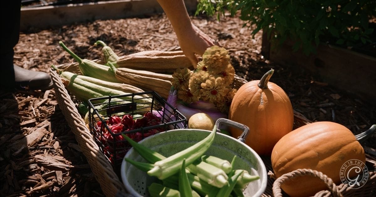 November Gardening Tasks for Arizona&rsquo;s Low Desert