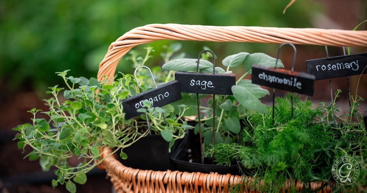 November Gardening Tasks for Arizona&rsquo;s Low Desert (3)