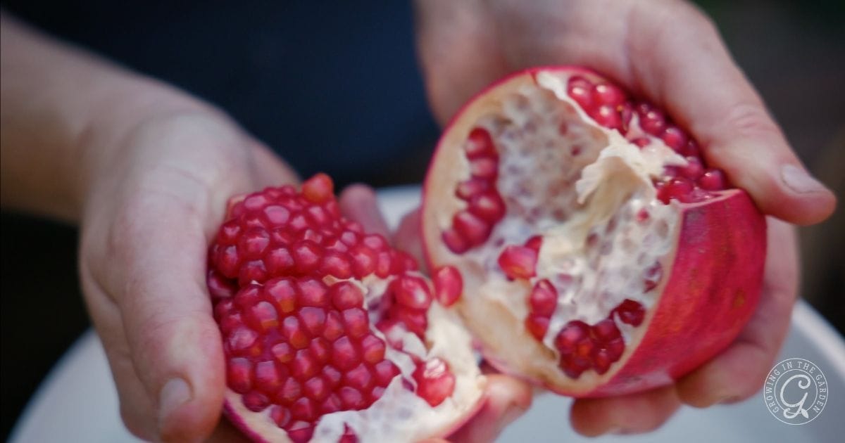 November Gardening Tasks for Arizona&rsquo;s Low Desert (4)