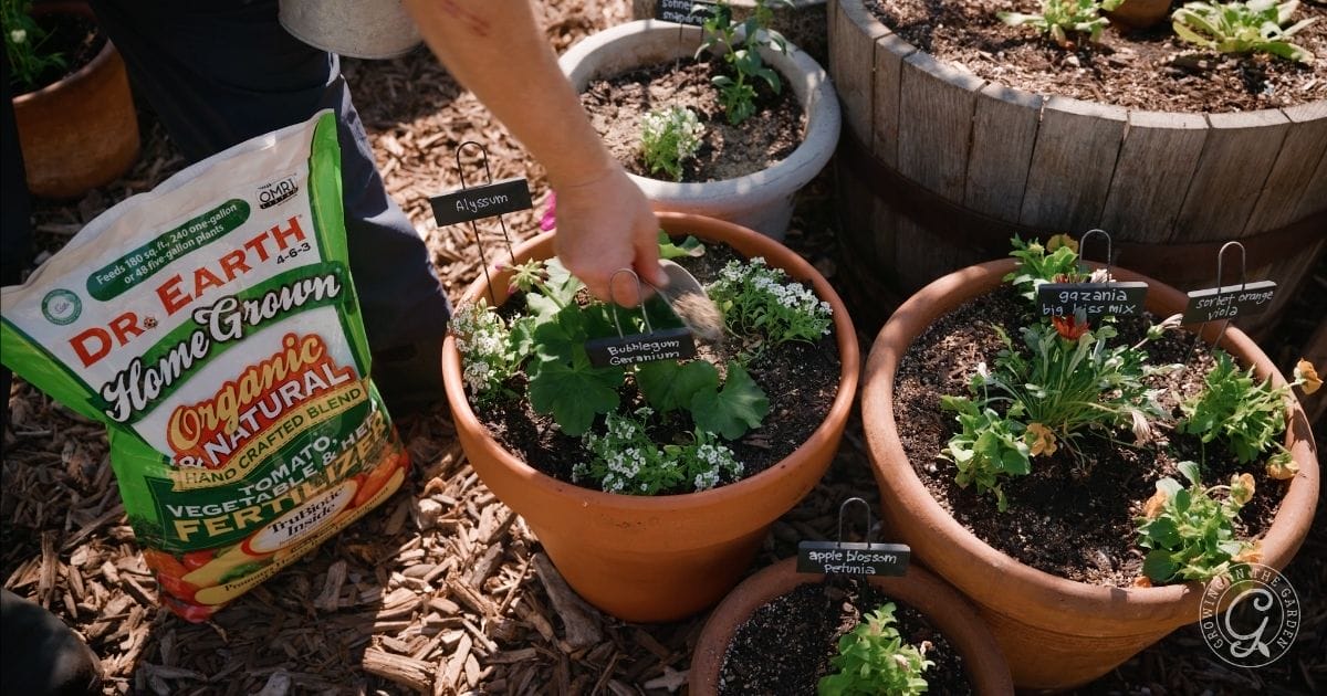 Container Gardening Tasks in November