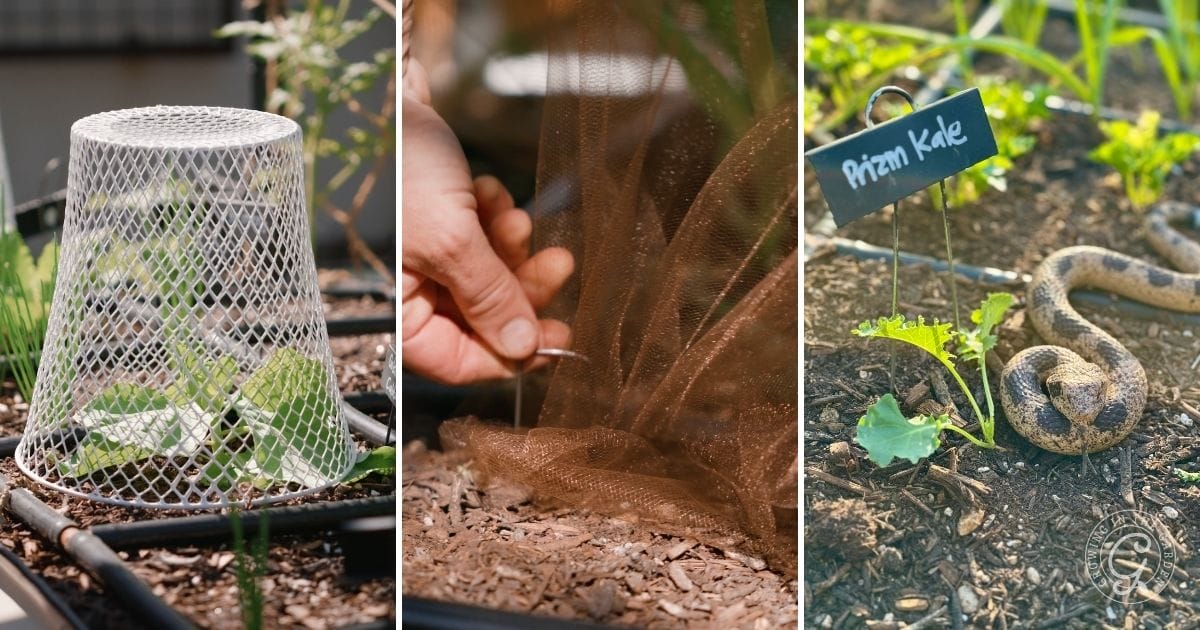 Pests & Wildlife to Watch Out For This Month (2)