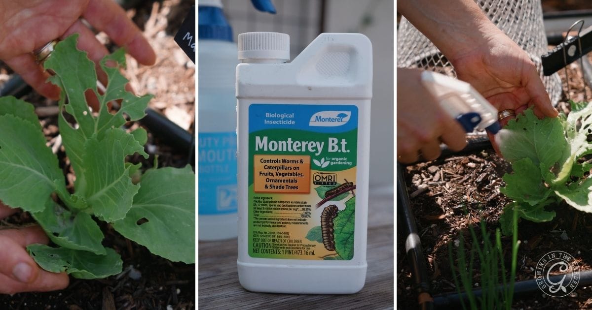 Pests & Wildlife to Watch Out For This Month