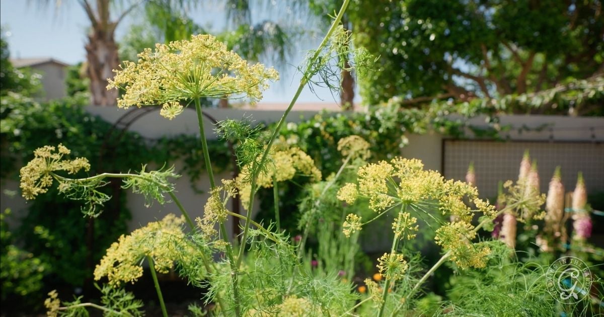Yellow dill flowers blooming in a sunlit garden with green foliage and a fence in the background.