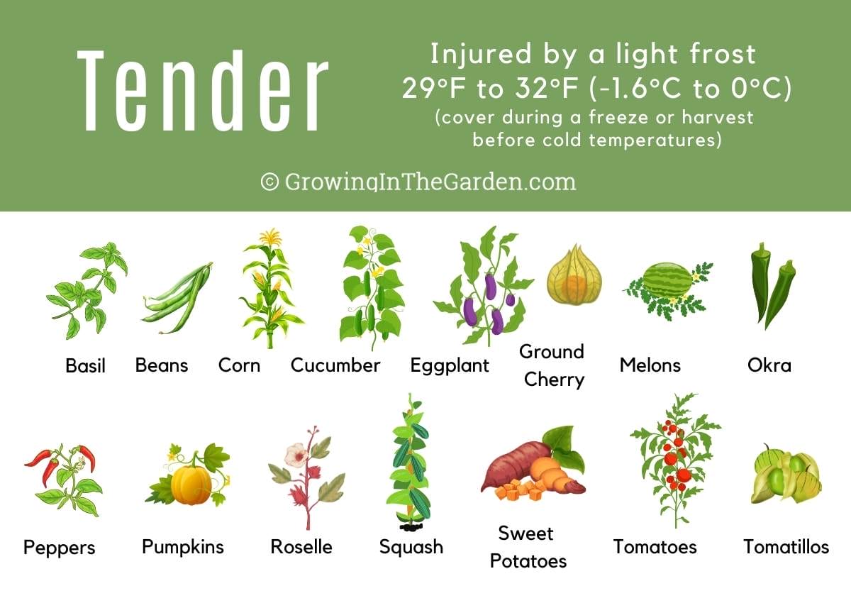 Frost Tender Vegetables: Killed or damaged by a light freeze