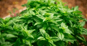 Close-up of lush green basil plants growing in a garden, with soil visible in the background&mdash;a perfect spot to learn how to preserve basil or discover how to freeze basil for year-round freshness.