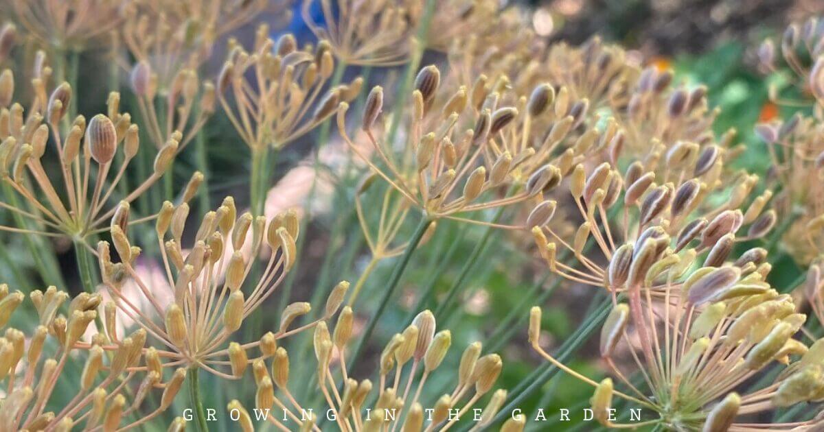 How to Grow Herbs in Hot Climates