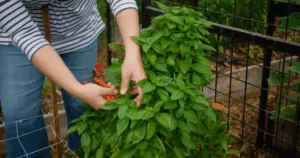 Person harvesting basil leaves with scissors in a garden, wearing a striped shirt and jeans&mdash;perfect for learning how to preserve basil so you can enjoy its fresh flavor long after harvest.
