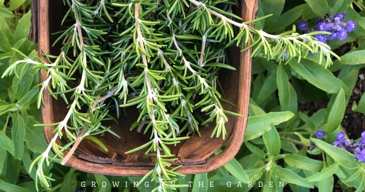 How to Grow Herbs in Hot Climates