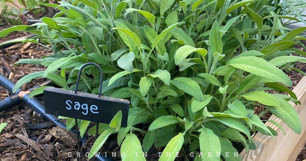 How to Grow Herbs in Hot Climates