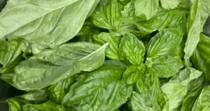 Close-up of fresh green basil leaves, overlapping and filling the entire frame&mdash;perfect for learning how to preserve basil or discovering how to freeze basil for lasting freshness.