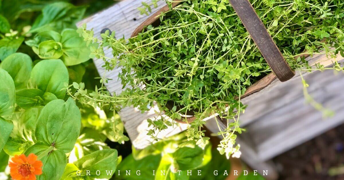 How to Grow Herbs in Hot Climates