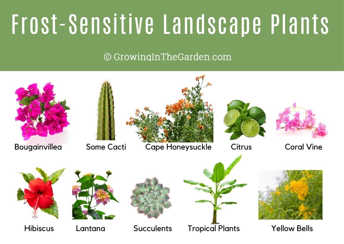 Which Landscape Plants to Cover During a Freeze