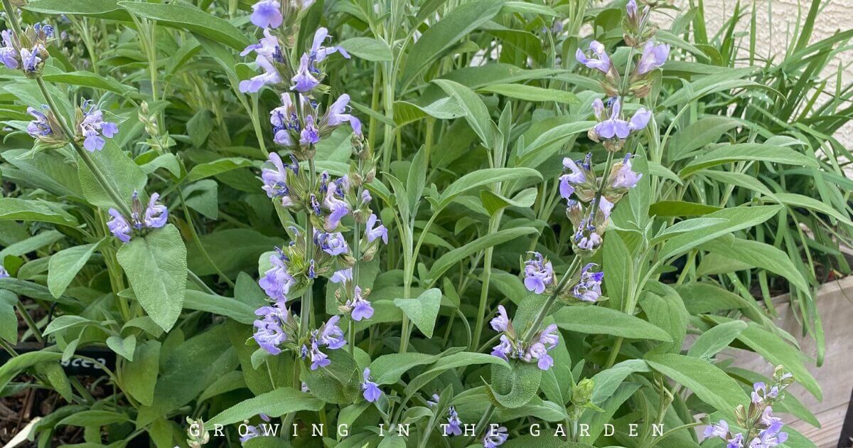 How to Grow Herbs in Hot Climates
