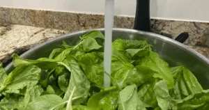 Fresh spinach leaves being washed under running water in a metal bowl by a kitchen sink&mdash;a great first step before learning how to freeze basil or discovering how to preserve basil for longer-lasting freshness.