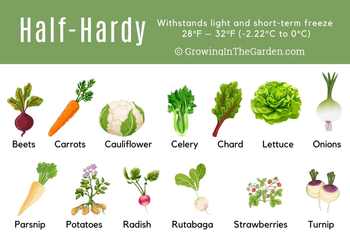 Frost Tolerant Vegetables