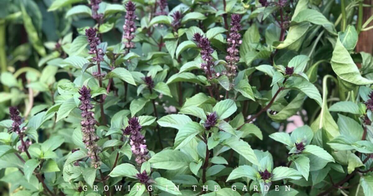 How to Grow Herbs in Hot Climates
