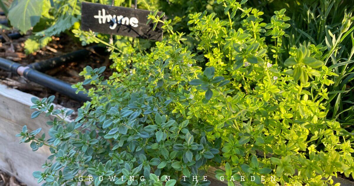 How to Grow Herbs in Hot Climates