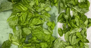 Fresh basil leaves spread out on a green towel to dry after being washed&mdash;an essential step in how to preserve basil before storing or learning how to freeze basil for later use.