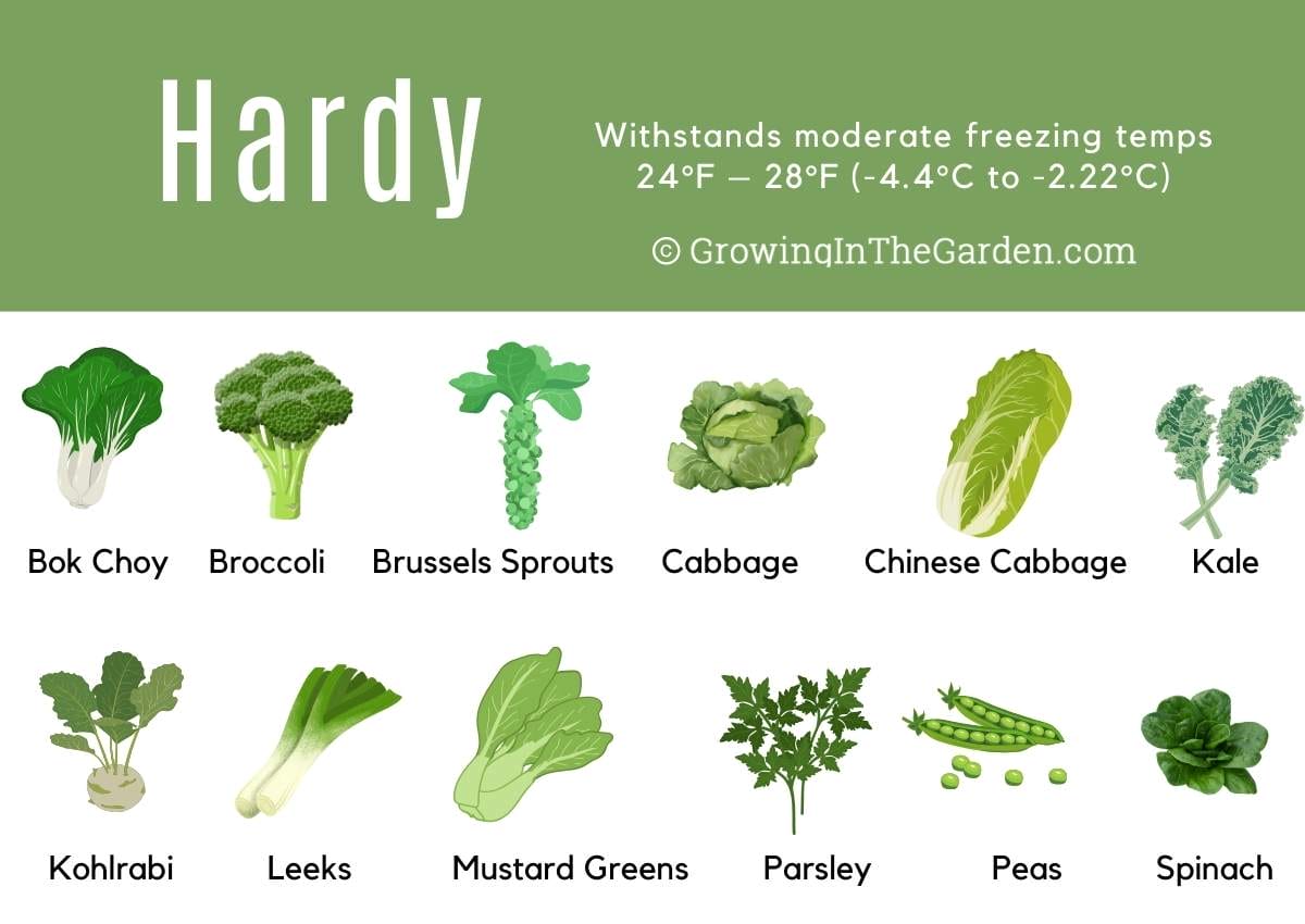 Cold-Hardy Vegetables