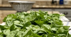 Fresh basil leaves spread on a towel with a metal colander in the background on a kitchen counter, ready for the next step in learning how to preserve basil.