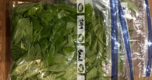 Fresh green basil leaves in ziplock bags, labeled and placed on a wooden surface&mdash;showing how to freeze basil for long-term freshness.