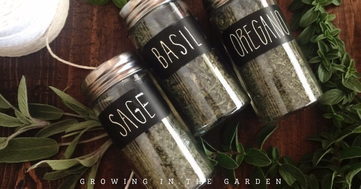 How to Grow Herbs in Hot Climates