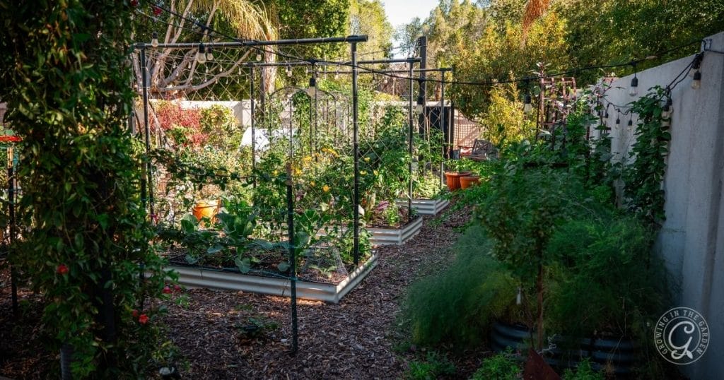 Arizona Garden in December