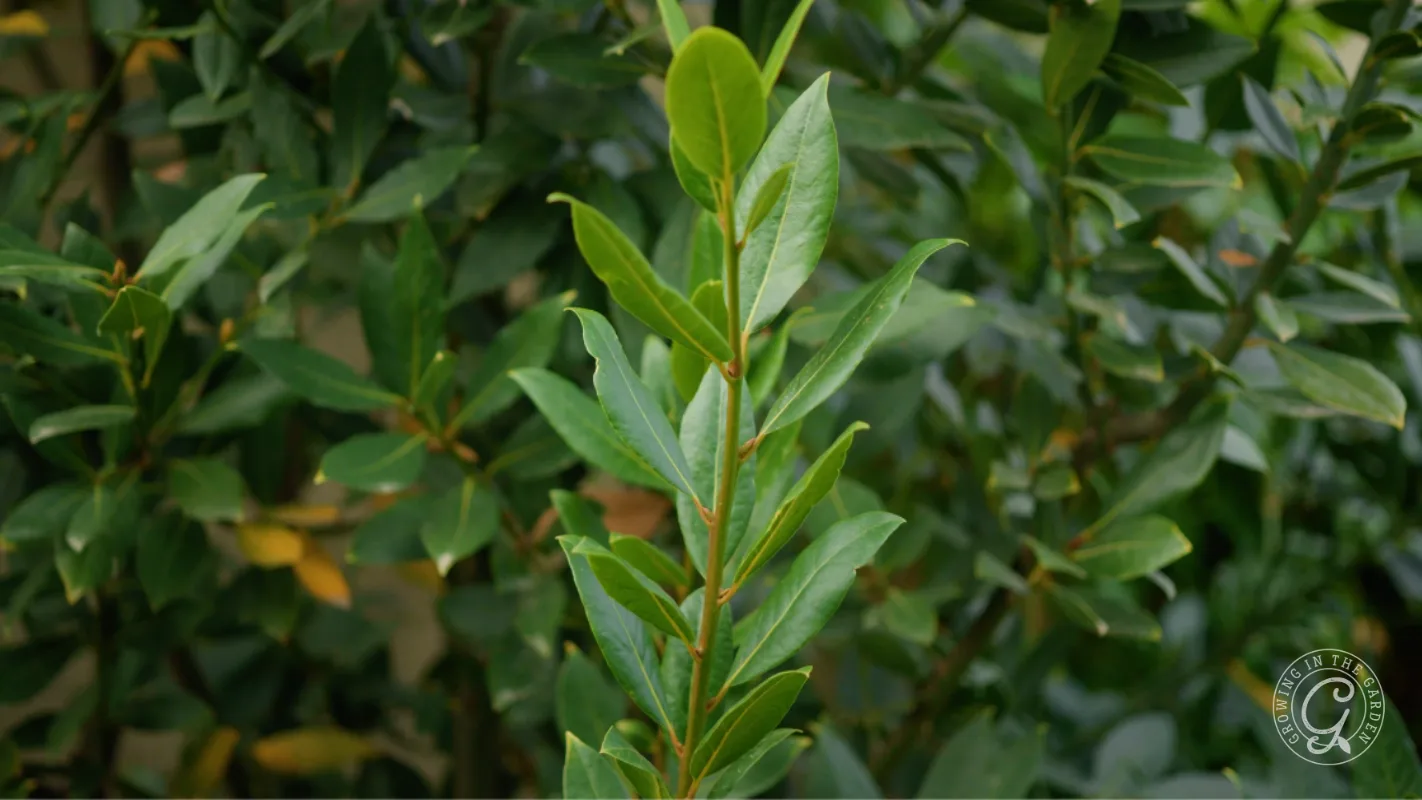 Close-up of glossy green laurel leaves on a bush with more foliage blurred in the background.