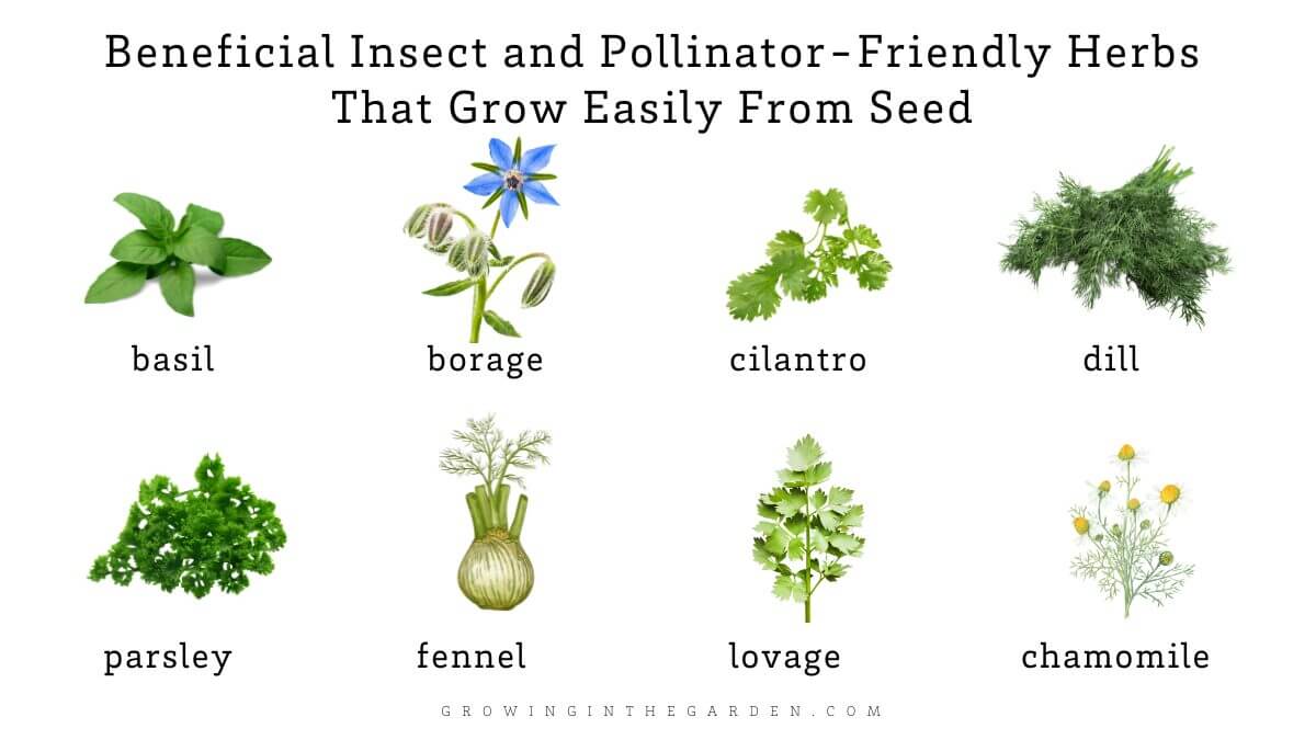 A chart with illustrations of eight herbs—basil, borage, cilantro, dill, parsley, fennel, lovage, and chamomile—with herb growing tips for pollinator-friendly plants that grow easily from seed. Includes advice for How to Grow Herbs in Hot Climates.