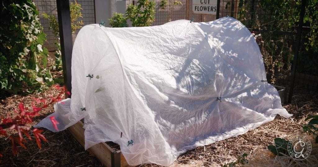 Frost protection in the December garden