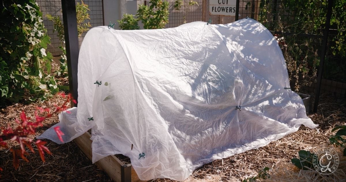 Frost protection in the December garden
