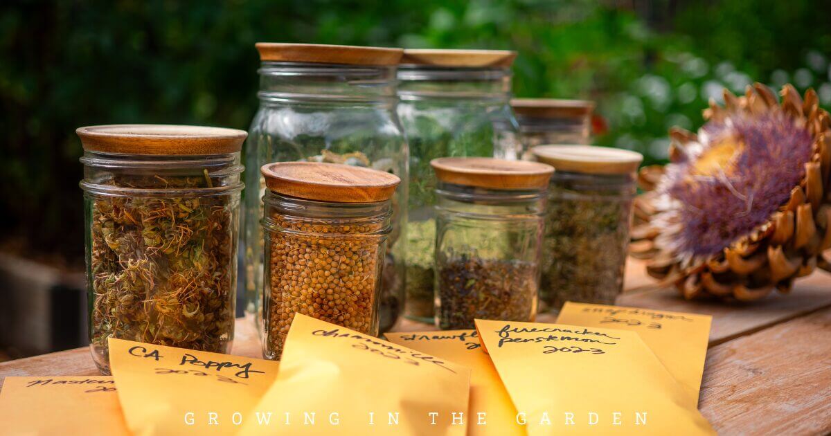 Glass jars and yellow envelopes filled with seeds are arranged on a wooden surface outdoors. A dried flower rests nearby, while the text Growing in the Garden appears below—perfect inspiration for anyone seeking herb growing tips.