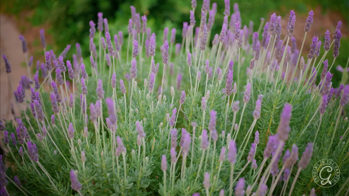 Lavender plants with purple flowers and green stems growing outdoors, blurred greenery in the background.