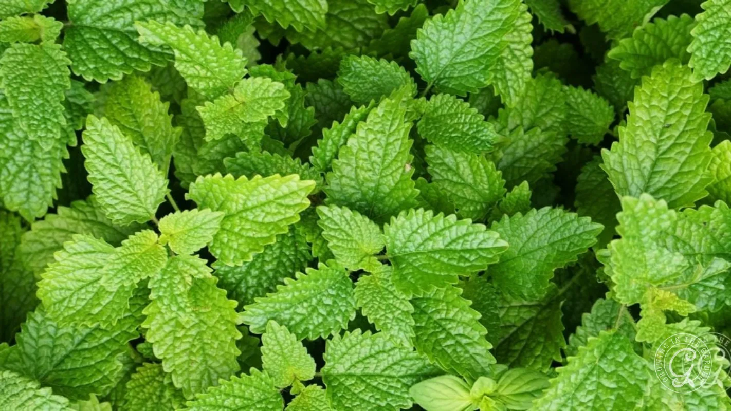 Close-up of bright green mint leaves with textured, serrated edges, densely packed together.