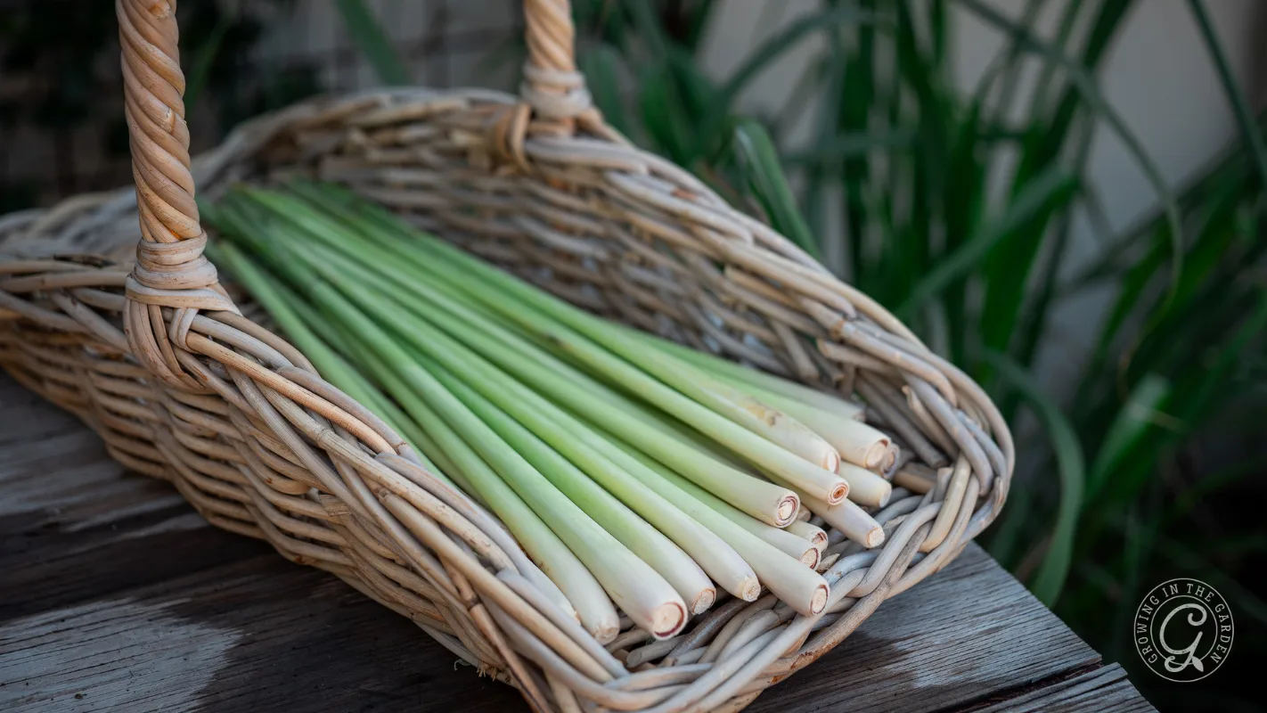 Fresh lemongrass stalks neatly arranged in a woven basket on a wooden surface, with greenery in the background.