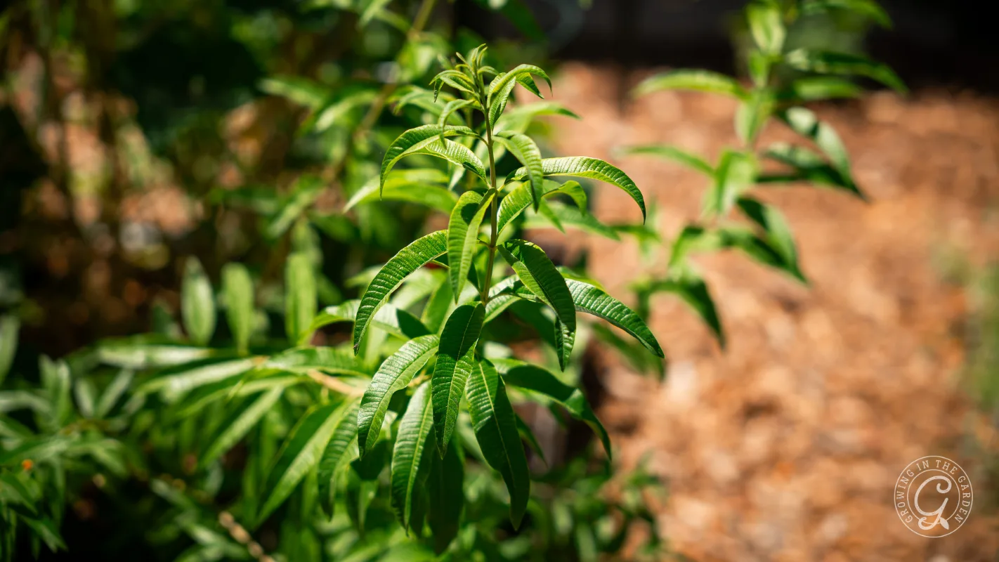Green lemon verbena plant with long, slender leaves growing in sunlight, blurred background.