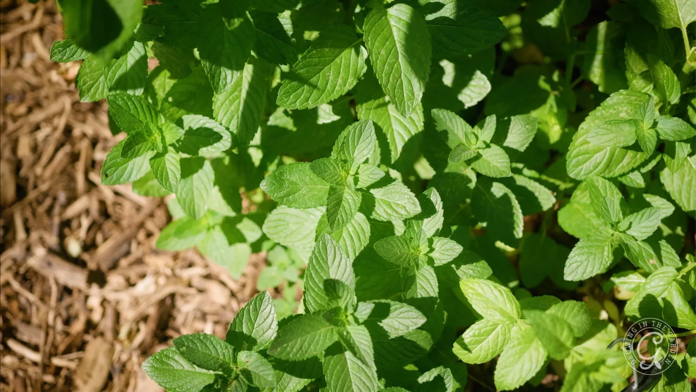 Green mint leaves growing in sunlight, with some brown mulch visible on the left side of the image.
