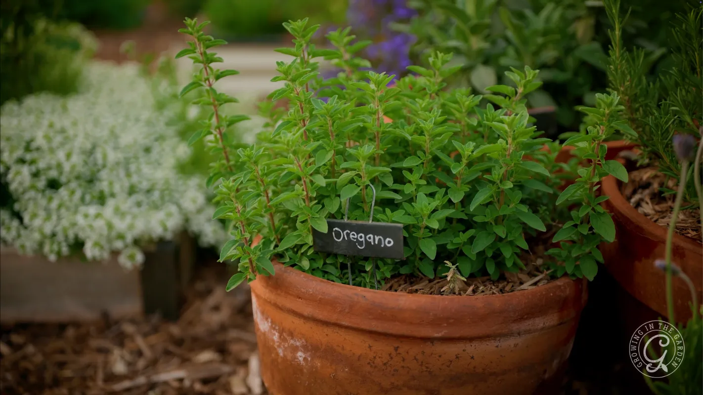 A potted oregano plant with a small black label reading Oregano in a garden setting.