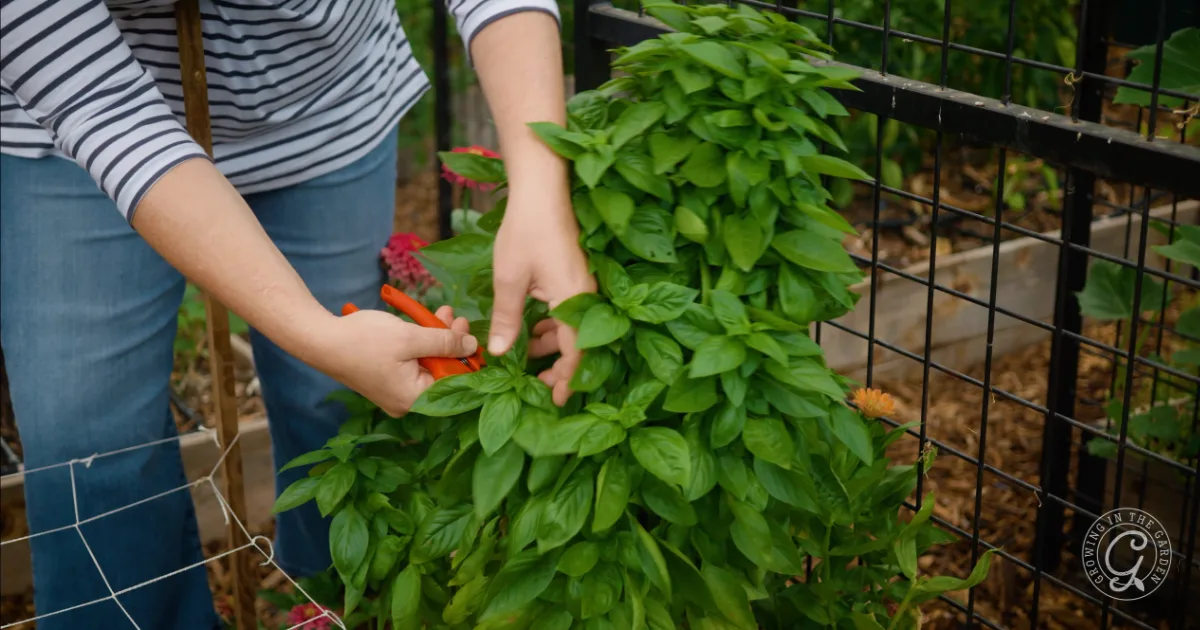 Person in a striped shirt harvesting basil leaves with scissors in a garden near a metal fence, perhaps preparing to learn how to preserve basil for later use.