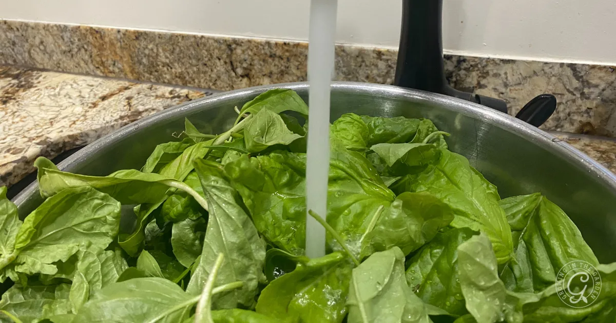 Fresh basil leaves being washed under running water in a metal bowl by a kitchen sink&mdash;a great first step in learning how to preserve basil for future use.