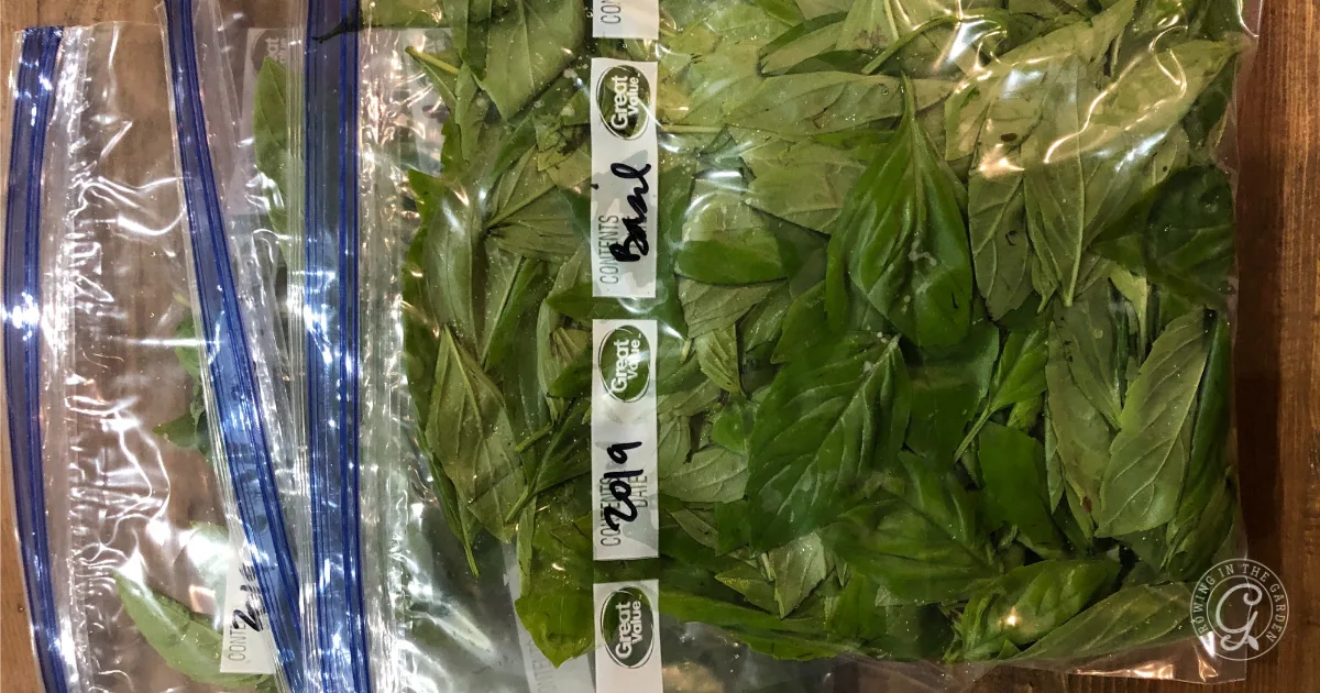 Zipper bags filled with fresh green basil leaves, labeled with dates and stacked on a wooden surface, show how to freeze basil for long-lasting flavor.