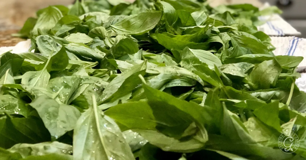 Fresh basil leaves spread out on a towel, drying after being washed&mdash;a helpful first step if you want to learn how to preserve basil or even explore how to freeze basil for long-lasting flavor.
