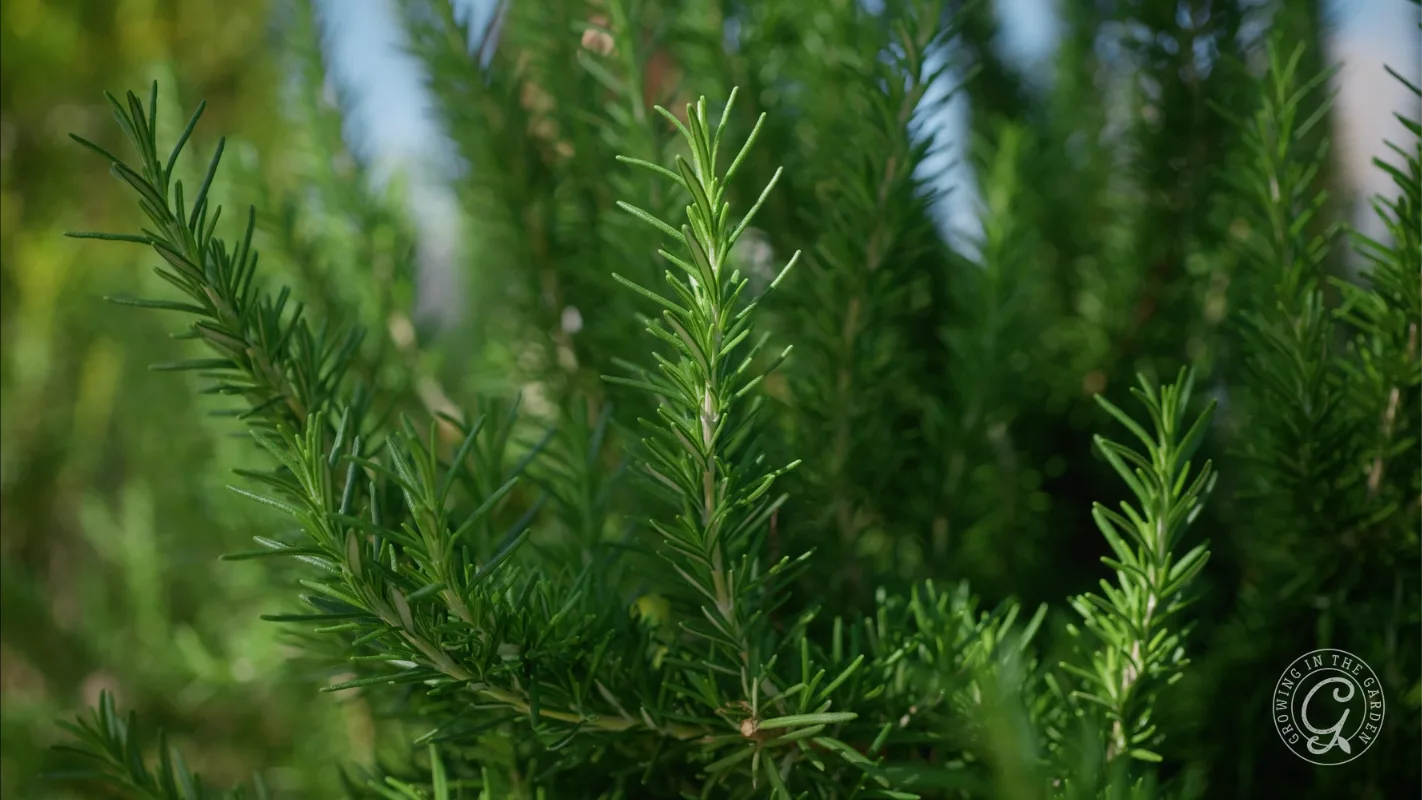 Close-up of vibrant green rosemary plant with needle-like leaves under sunlight.