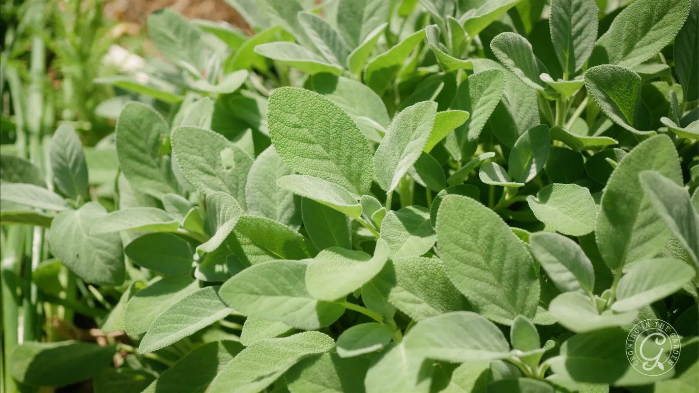 Close-up of fresh green sage leaves growing densely in a garden under bright sunlight.