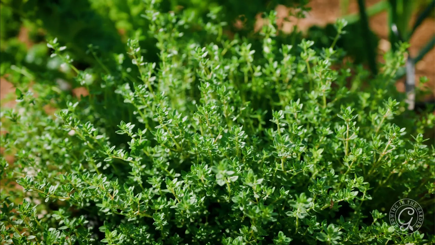 A lush, green thyme plant grows outdoors in a garden with dense, small leaves.